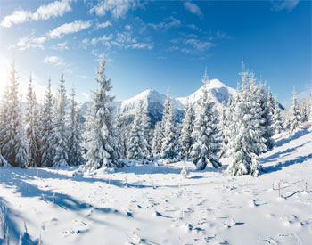 Majestic white spruces glowing by sunlight