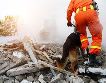 Search and rescue forces search through a destroyed building with the help of rescue dogs.